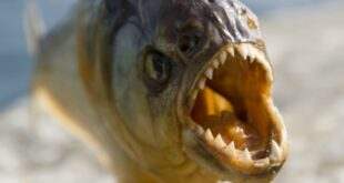 Fugindo de enxame de abelhas homem pula em lago e é atacado por piranhas