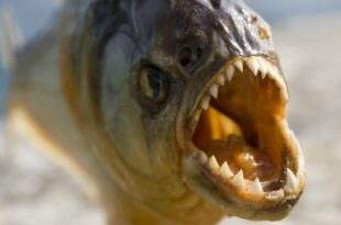 Fugindo de enxame de abelhas homem pula em lago e é atacado por piranhas