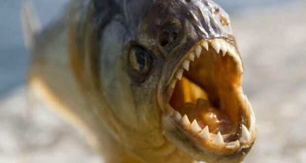 Fugindo de enxame de abelhas homem pula em lago e é atacado por piranhas