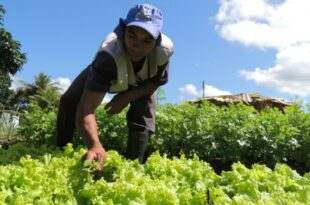 Governo do estado não paga produtores rurais fornecedores de merenda escolar desde 2019