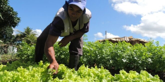 Governo do estado não paga produtores rurais fornecedores de merenda escolar desde 2019
