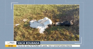 Criminosos matam vaca picada por cobra e furtam toda a carne em RO