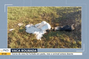 Criminosos matam vaca picada por cobra e furtam toda a carne em RO