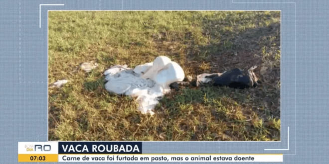 Criminosos matam vaca picada por cobra e furtam toda a carne em RO