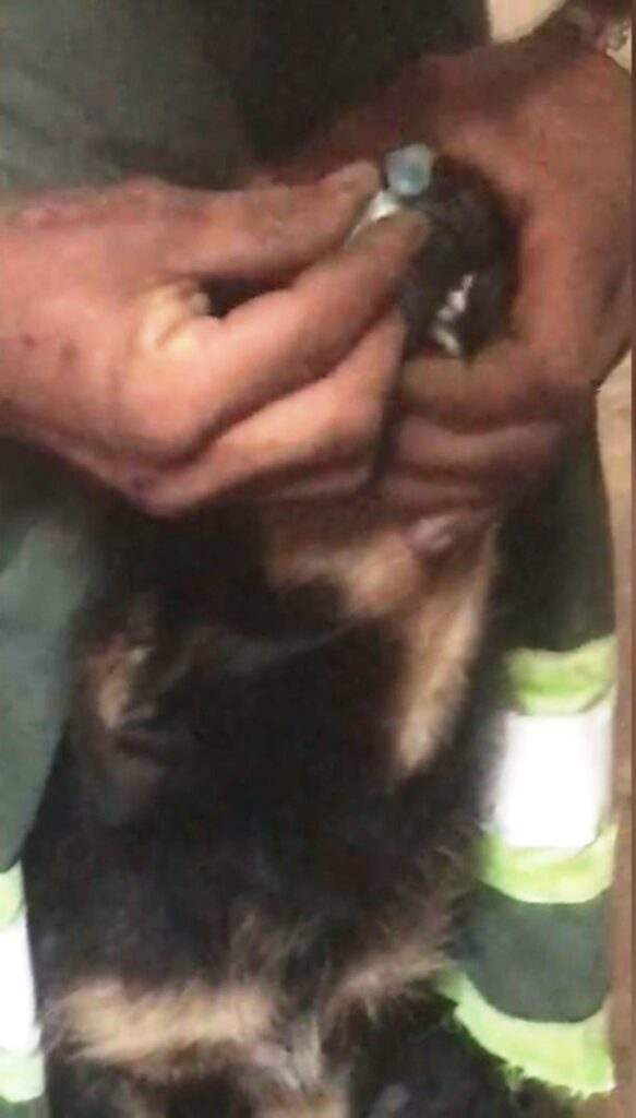 Jovem é preso após obrigar cão a cheirar cocaína; Vídeo