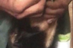 Jovem é preso após obrigar cão a cheirar cocaína; Vídeo