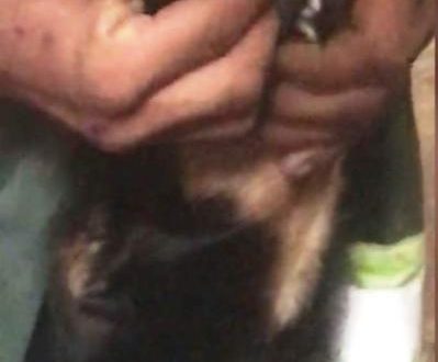 Jovem é preso após obrigar cão a cheirar cocaína; Vídeo