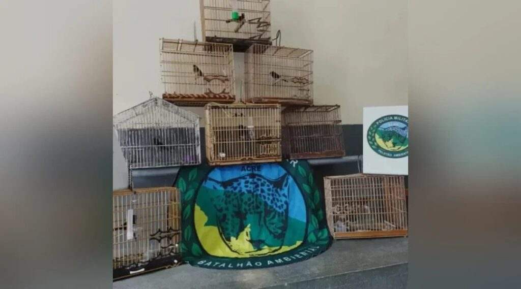 Operação da PM em Mâncio Lima e região apreende curiós e resgata macaco 2 Operação da PM em Mâncio Lima e região apreende curiós e resgata macaco