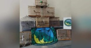 Operação da PM em Mâncio Lima e região apreende curiós e resgata macaco