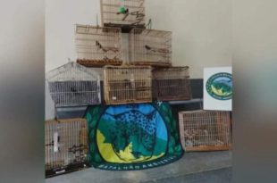 Operação da PM em Mâncio Lima e região apreende curiós e resgata macaco