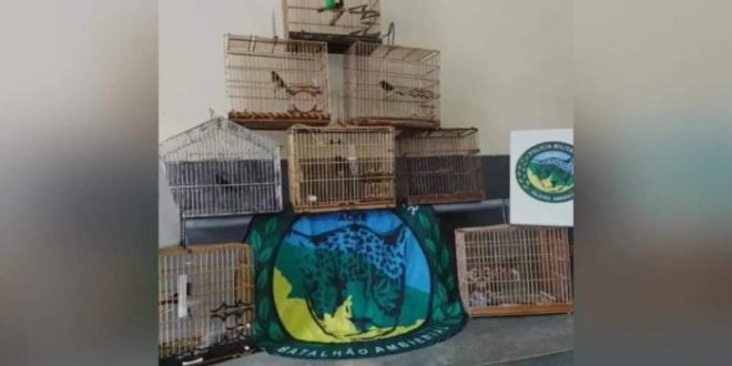 Operação da PM em Mâncio Lima e região apreende curiós e resgata macaco
