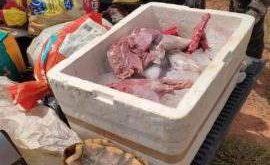 Quelônio vivo, carnes de animais silvestres e armas de fogo são apreendidos na Transacreana