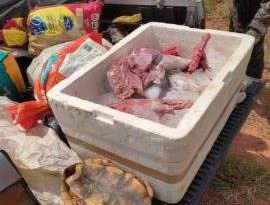 Quelônio vivo, carnes de animais silvestres e armas de fogo são apreendidos na Transacreana