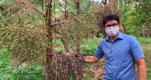 Com expectativa de ampliação da cadeia produtiva do açaí no Estado, comitiva acreana vai ao Pará conhecer produção