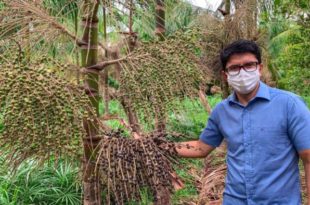 Com expectativa de ampliação da cadeia produtiva do açaí no Estado, comitiva acreana vai ao Pará conhecer produção
