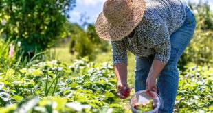  Lei prevê socorro de R$ 2.500 para agricultores familiares na pandemia