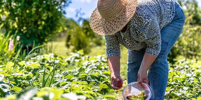  Lei prevê socorro de R$ 2.500 para agricultores familiares na pandemia