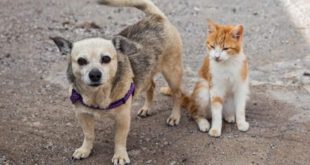 Projeto permite que pessoas e empresas deduzam do IR valores doados a causa animal