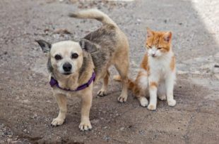 Projeto permite que pessoas e empresas deduzam do IR valores doados a causa animal