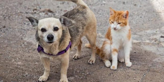 Projeto permite que pessoas e empresas deduzam do IR valores doados a causa animal