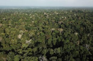 Piloto que sobreviveu 36 dias na selva é denunciado por transporte ilegal