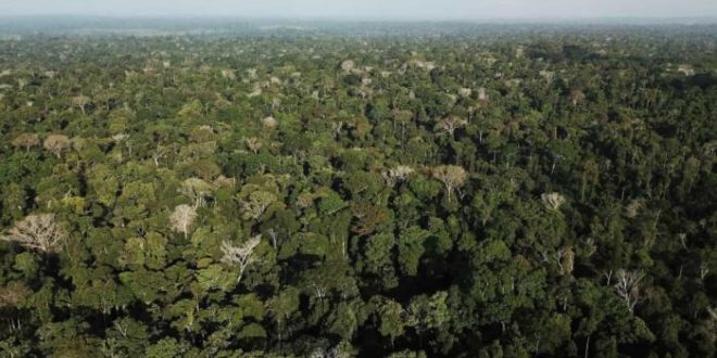 Piloto que sobreviveu 36 dias na selva é denunciado por transporte ilegal