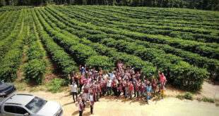 Prefeitura de Feijó investe na plantação de café clonal