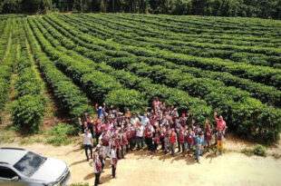 Prefeitura de Feijó investe na plantação de café clonal