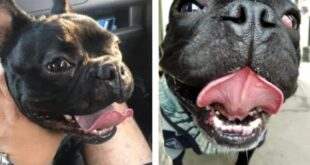 Homem recebe bulldog morto após deixá-lo em hotel para cães no Paraná