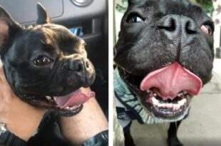 Homem recebe bulldog morto após deixá-lo em hotel para cães no Paraná