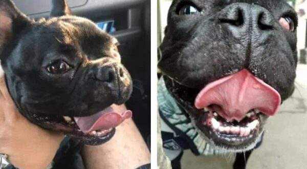 Homem recebe bulldog morto após deixá-lo em hotel para cães no Paraná