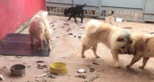 Com animais sujos, famintos, e um morto, canil clandestino é fechado; Vídeo