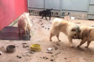 Com animais sujos, famintos, e um morto, canil clandestino é fechado; Vídeo