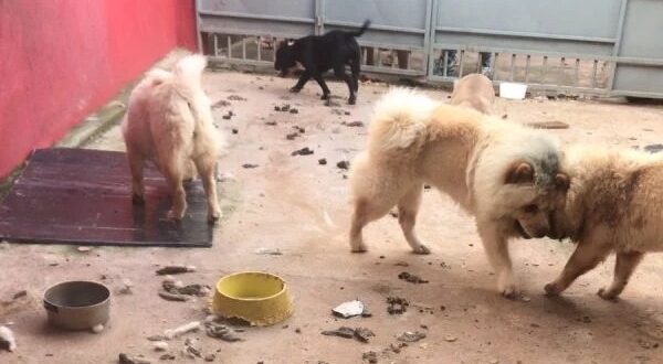 Com animais sujos, famintos, e um morto, canil clandestino é fechado; Vídeo