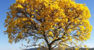 Contrabando de Ipê Amarelo é mais lucrativo que cocaína