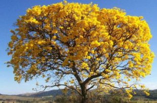 Contrabando de Ipê Amarelo é mais lucrativo que cocaína