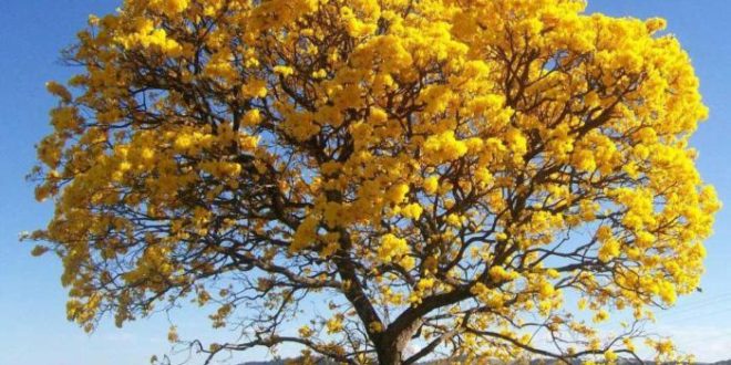 Contrabando de Ipê Amarelo é mais lucrativo que cocaína