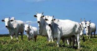 Governo abre crédito suplementar de R$ 925 mi para municípios e agropecuária sustentável