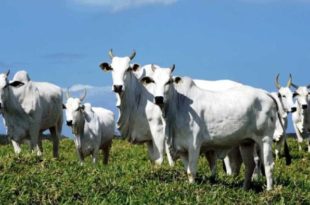 Governo abre crédito suplementar de R$ 925 mi para municípios e agropecuária sustentável