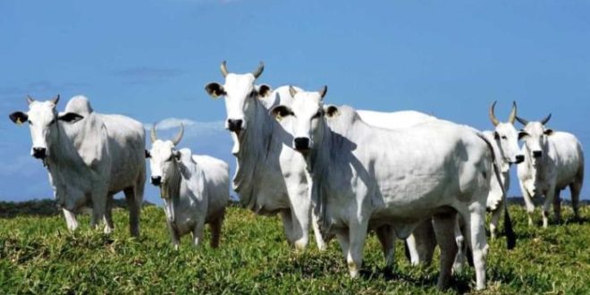 Governo abre crédito suplementar de R$ 925 mi para municípios e agropecuária sustentável