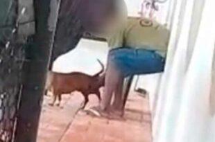 Homem é filmado cometendo zoofilia com cadela no bairro Sobral; caso vai parar na polícia
