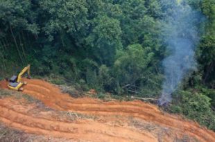 Janeiro registra 430 km² de desmatamento na Amazônia, novo recorde para o mês