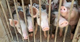 Projeto amplia acesso de pequeno criador de animais ao Programa de Venda em Balcão