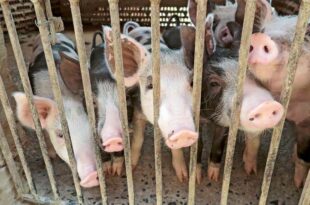 Projeto amplia acesso de pequeno criador de animais ao Programa de Venda em Balcão