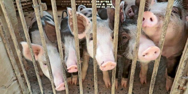 Projeto amplia acesso de pequeno criador de animais ao Programa de Venda em Balcão