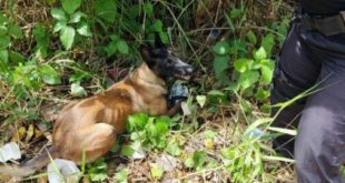 Com ajuda de cão, polícia apreende drogas e arma em beco no bairro Seis de Agosto