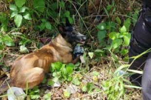 Com ajuda de cão, polícia apreende drogas e arma em beco no bairro Seis de Agosto