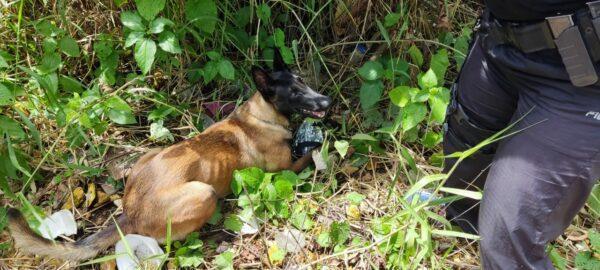 Com ajuda de cão, polícia apreende drogas e arma em beco no bairro Seis de Agosto