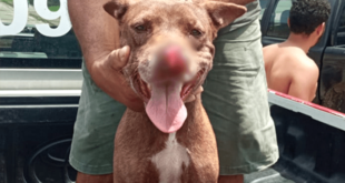 Homem invade casa de vizinho e corta focinho de cachorro com facão