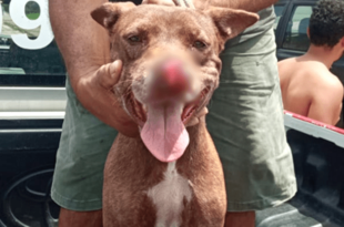Homem invade casa de vizinho e corta focinho de cachorro com facão